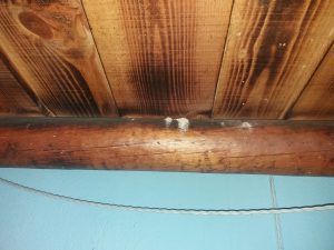 control de termitas en viviendas particulares agujeros de salida de carcoma en viga de madera