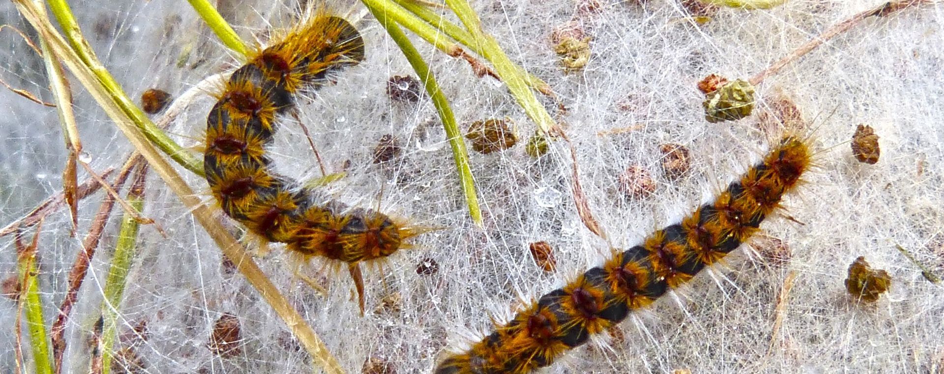 Naturplagas Control integral de plagas en Extremadura y Andalucía