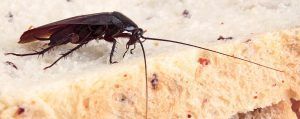 Control Integrado de Plagas en Extremadura y Andalucía