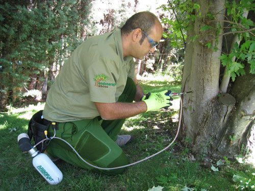 Realizando tratamiento de endoterapia arbórea a un árbol
