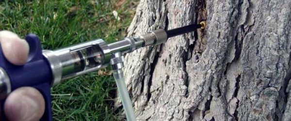 Realizando tratamiento de endoterapia arbórea a un árbol
