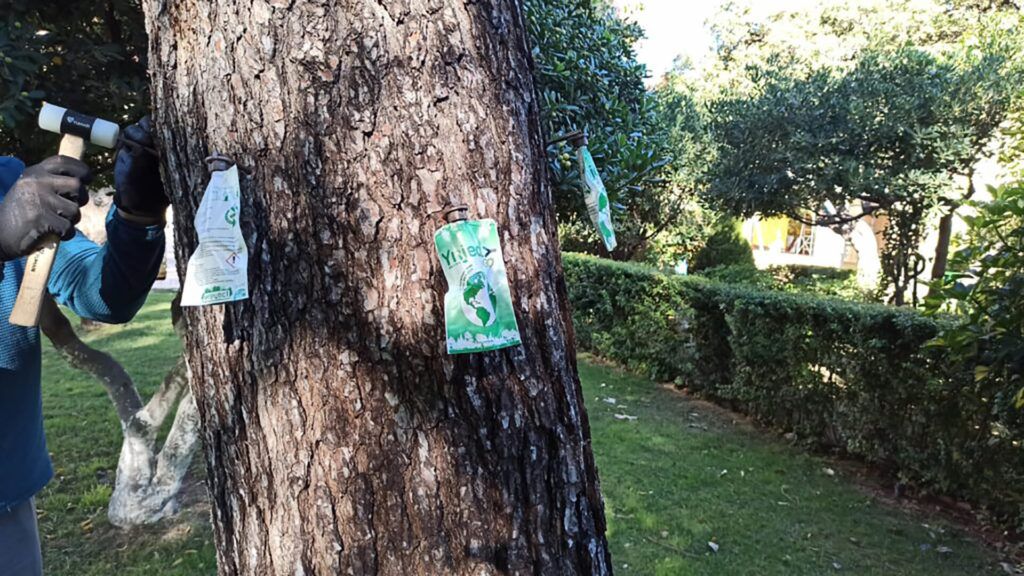 Realizando tratamiento de endoterapia arbórea a un árbol
