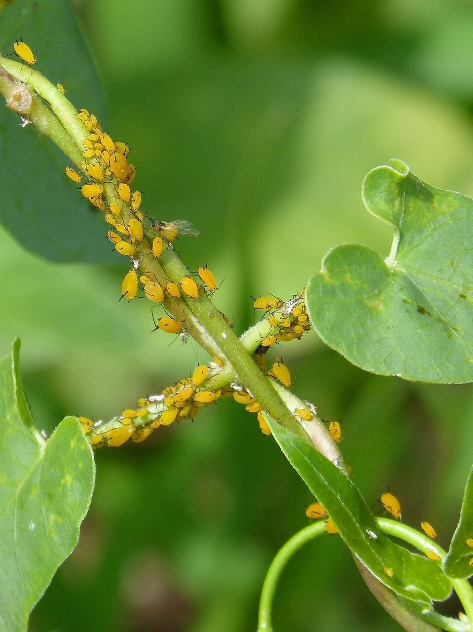 Tratamiento insecticida para pulgón