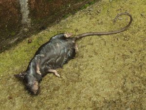 Naturplagas Control integraldo de plagas