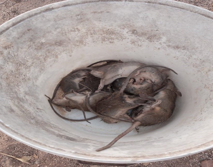 Control de ratas