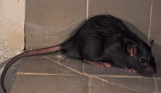 Control de ratas