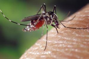 Naturplagas Control integral de plagas en Extremadura y Andalucía