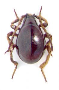 gibbium-psylloides 1
