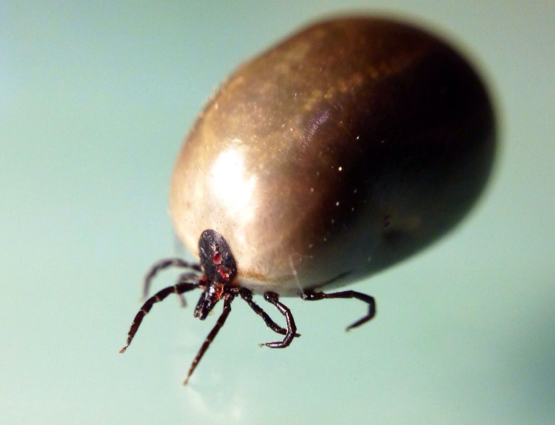picaduras de garrapatas